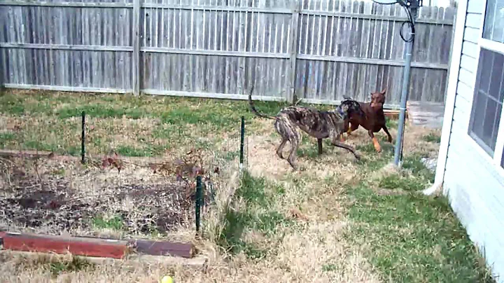 Greyhound versus Doberman