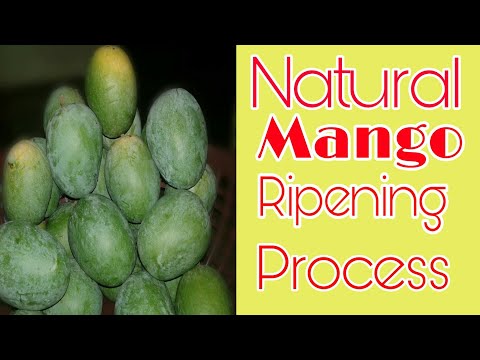 come mango maturo naturale / AAM ko ghar pe Kaise pakaye