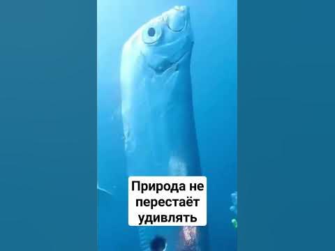 Сельдяной король - YouTube