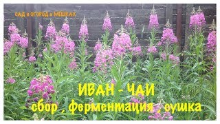 ИВАН-ЧАЙ. КИПРЕЙ. Сбор, ферментация, сушка.. От и до.. Июнь 2018 года. Willow-herb.  Blooming Sally.