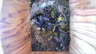 31 May AM 2023 livestream  - fledging day! 3 chicks fledge between 7:58 and 8:24am.