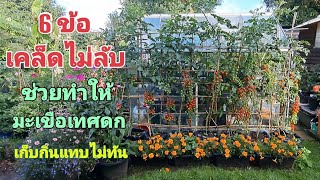 6 ข้อ เคล็ดไม่ลับ ช่วยทำให้มะเขือเทศดก เก็บกินแทบไม่ทัน 🍅🍅🍅 6 simple steps to grow lots of tomatoes