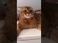КОФЕ 🙀🙀🙀🐈#котики #юмор #веселыекоты #shorts