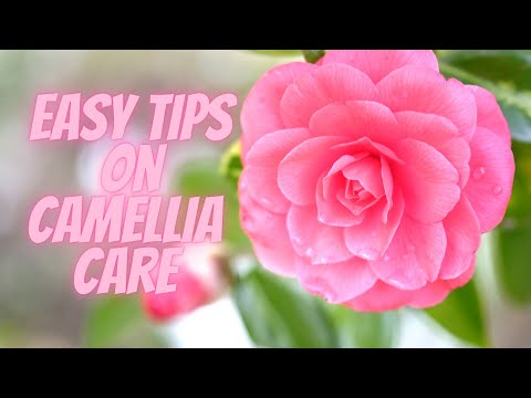 Video: Camellia-fodringstips - hvordan og hvornår man befrugter kamelia