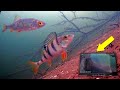 Зимняя рыбалка 2022 Поиск рыбы подводной камерой. Окунь, Плотва🐟 Подводная съёмка