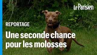 Les Crazydogs, le refuge qui aime les chiens « méchants » laisséspourcompte