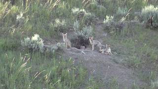 Coyote Pups on a Den | Napping and Hanging Out! by OutDoors 406 1,861 views 3 years ago 6 minutes, 24 seconds