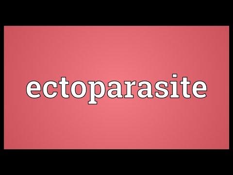 Header of ectoparasite