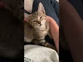 天使な子猫#Shorts