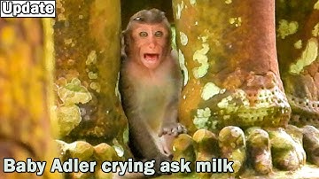 Very hungry milk! Cute baby monkey Adler shout crying loudly angry mom Angel refuse him drink milk