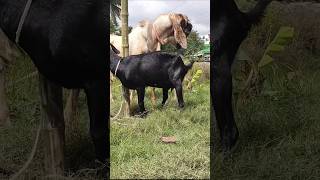 Goats Enjoyed A Beautiful Moment Animal Lover 2025 E2 Sep 1