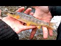 Spin Fishing for WILD BROWN TROUT with the Rapala Countdown Minnow