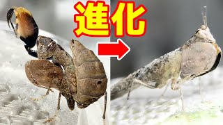 巨大な腕を持つ海外のカマキリが可愛すぎた！！！ - YouTube