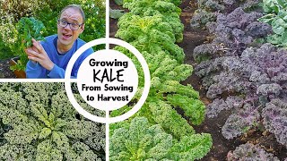 Growing Kale from Sowing to Harvest