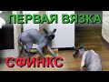 ✅ Канадский сфинкс: первая вязка молодой кошки после третьей течки. Canadian Sphinx the first mating