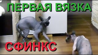 ✅ Канадский сфинкс: первая вязка молодой кошки после третьей течки. Canadian Sphinx the first mating