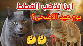 km اين تذهب القطط يوم عيد الاضحى؟ ولماذا تختفي القطط تماما يوم العيد ؟ ??