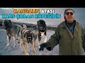 "KANGAL, ANADOLU ÇOBAN KÖPEĞİNİN KIRMASIDIR" - Kars Çoban Köpekleriyle Dolu Devasa Mekan -Volkan Alp