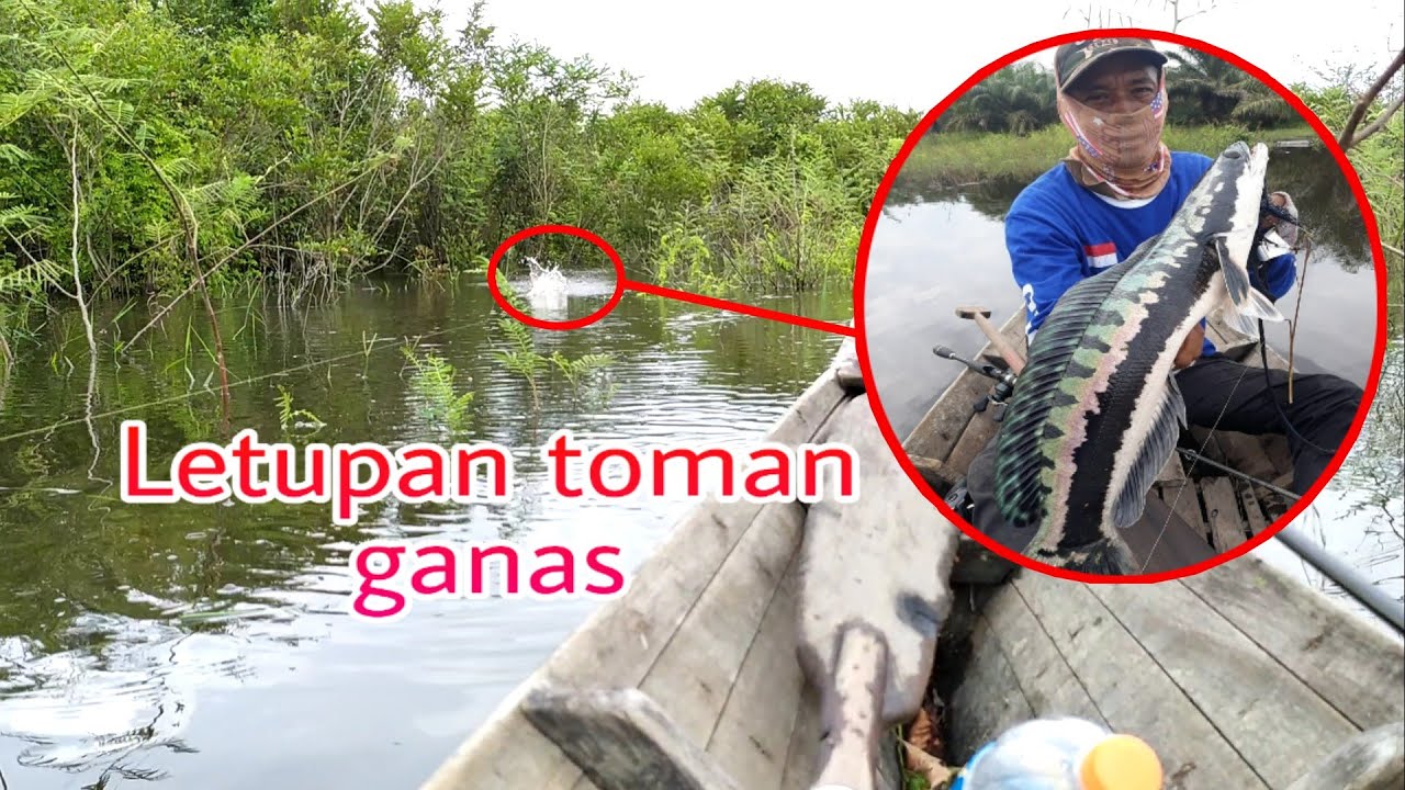 Mancing ikan toman bawa anakan sambaran ganas!!