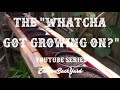 The whatcha got growing on youtube series trailer a new eatyourbackyard series has begun