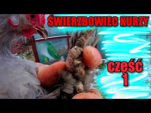 Wideo: Jak zapobiegać świerzbowi: 9 kroków (ze zdjęciami)