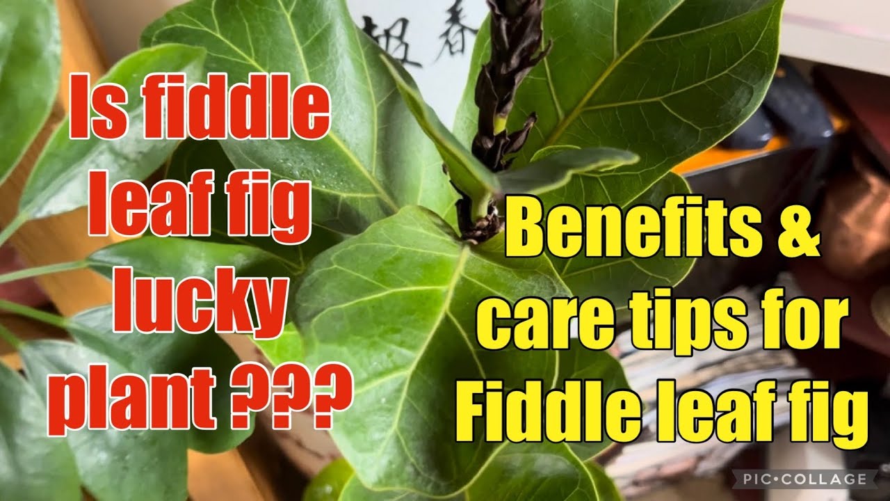 Is Fiddle leaf fig good luck plant Benefits & care tips for FLF 