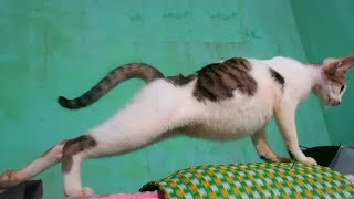 Pregnant cat shows a big belly to humans by Neos Home 808 views 1 year ago 3 minutes, 57 seconds