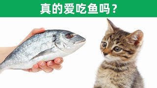 猫真的爱吃鱼吗，猫咪为什么会被鱼吸引呢？ 