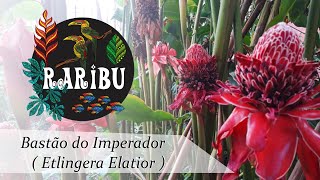 Bastão do Imperador - Etlingera Elatior - Flor Tropical - thptnganamst.edu.vn