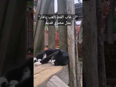 ان غاب القط العب يافأر مثل مصري قديم