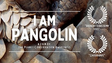 The Most Heavily Trafficked Mammal in the World Racing Exctinction | I Am  Pangolin | A Film By OPCA
