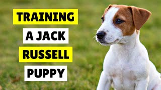 How To Train Your Jack Russell Puppy Easy And Effective
