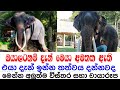        sri lankas muthuraja elephantmuthuraja elephant newnewsgossip