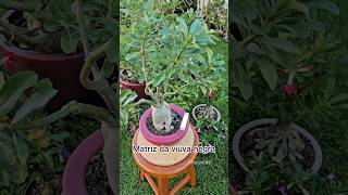 O segredo para ter rosas do deserto com copas bem formadas é a poda de formação.
