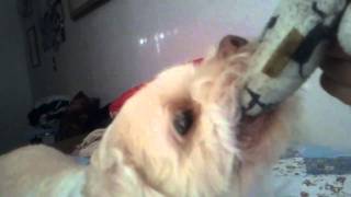 Sam is nuts (1).mp4