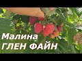 Средне-ранняя малина  Глен Файн