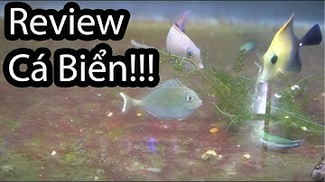 [[Part 2]] Review Các Dòng Cá Cảnh Biển Việt Nam Và Cách Chăm Sóc - Rin Aquarium