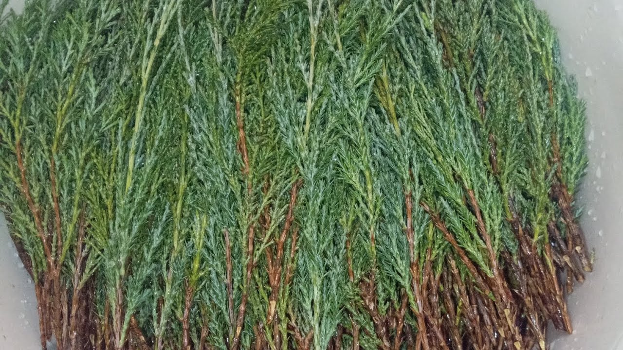 Продолжаю черенкование можжевельника Блю Эрроу 