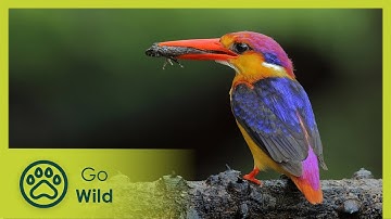 Kingfishers - The Gift of Nature (flying rainbow) | Go Wild