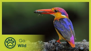 Kingfishers - The Gift of Nature (flying rainbow) | Go Wild