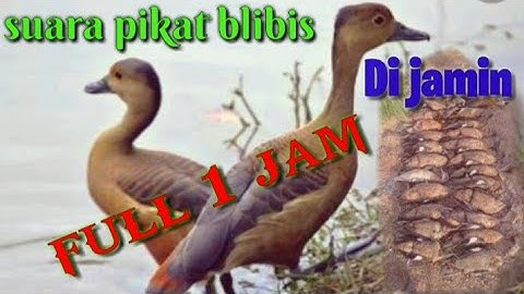 Suara Pikat Burung Blibis full Durasi 1 Jam !!!