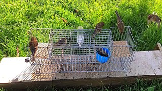 How to catch multiple birds using a soft bird cage trap #trap #birds #gaiolas #trending #trend #bird by Bird Hunter 41,916 views 1 year ago 4 minutes, 8 seconds