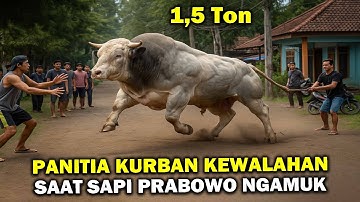 30 Panitia Kewalahan Hadapi Sapi Prabowo  - Sapi Kurban Idul Adha 2025