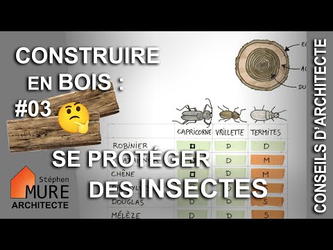 Vidéo: Les termites mangent-ils du pin cyprès ?