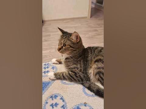 хорошая кошка Муся - YouTube