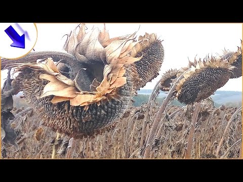 Видео: Уборка подсолнуха: как собирать семена подсолнечника