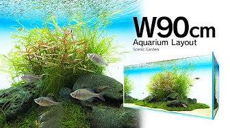 90cm Aquarium Layout 水槽レイアウト Youtube
