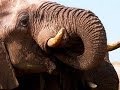Understanding Elephant Social Dynamics