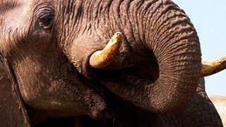 Are Alpha Male Elephants Gentler Than We Thought?