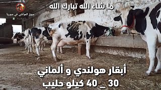 أفضل مزرعة أبقار هولندي و ألماني بالمنطقة || حليب من 30 إلى 40 كيلو || مزرعة العم أبو صبوح الحريري
